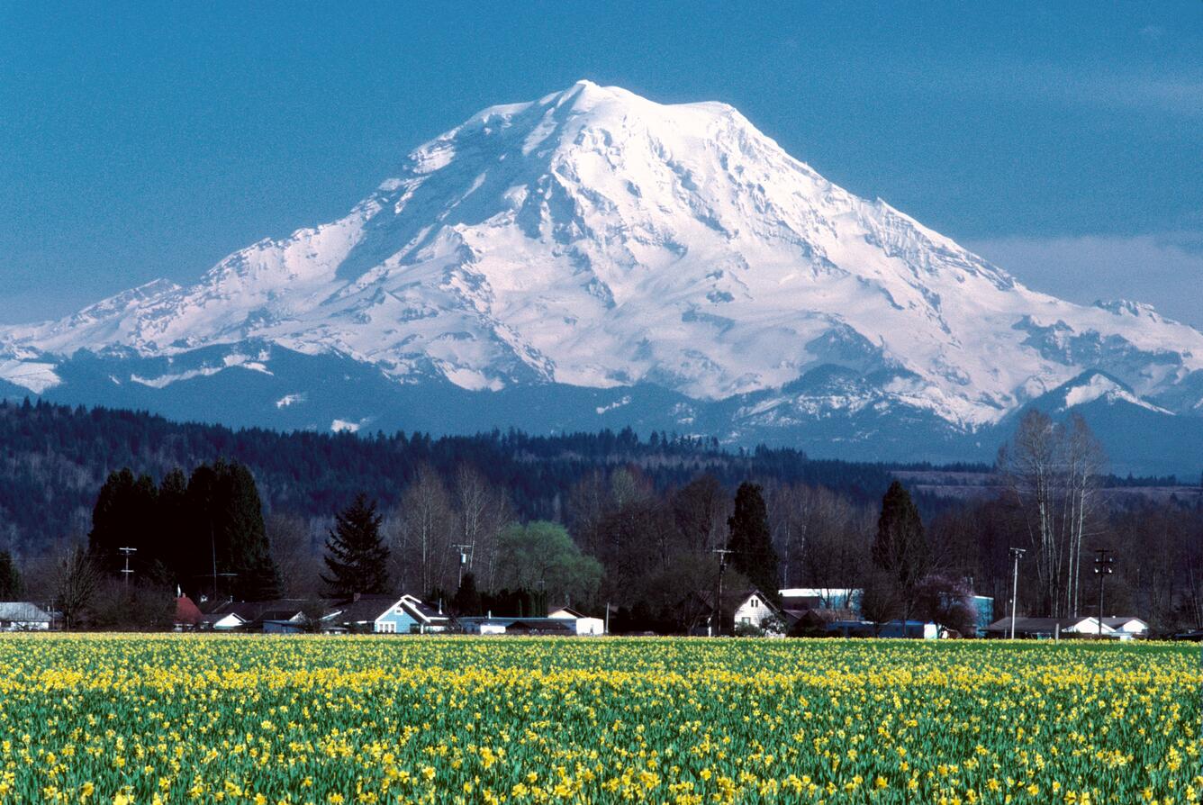 Mount Rainier viewed from a meadow